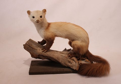 Stuffed ferret sitting on a log from the 1980s.
5000m2 showroom.